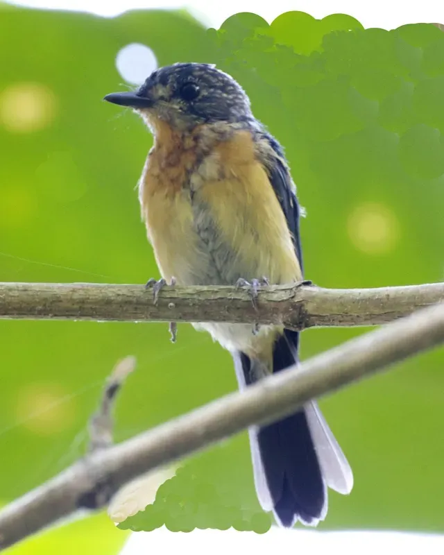 File:Mangrove Blue Flycatcher (Cyornis rufigastra), Rakata, Krakatau (2).jpg