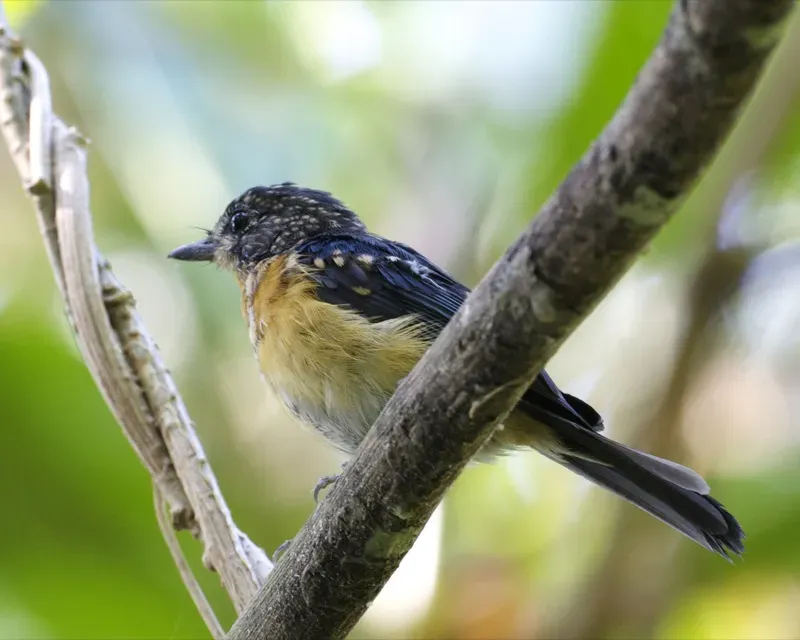 File:Mangrove Blue Flycatcher (Cyornis rufigastra), Rakata, Krakatau (1).jpg