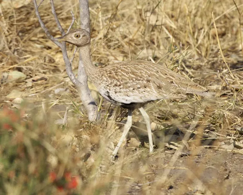 File:Lophotis ruficrista - Flickr - Lip Kee.jpg