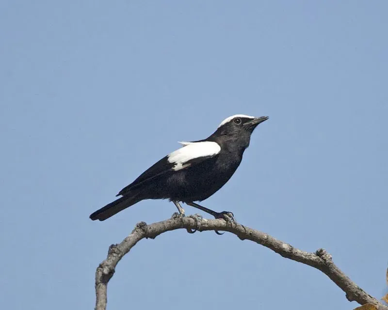 File:Arnot's Chat (Myrmecocichla arnotti) - Lip Kee.jpg