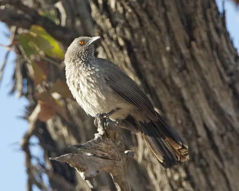 File:Hartlaub's babbler (Turdoides hartlaubii) - Flickr - Lip Kee.jpg