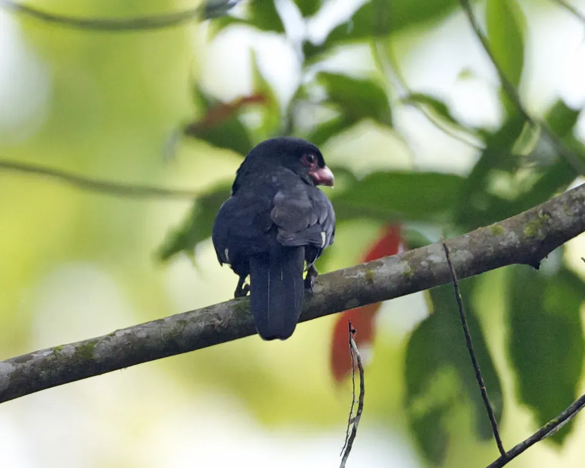 File:Dusky Broadbill (Corydon sumatranus) - Flickr - Lip Kee.jpg
