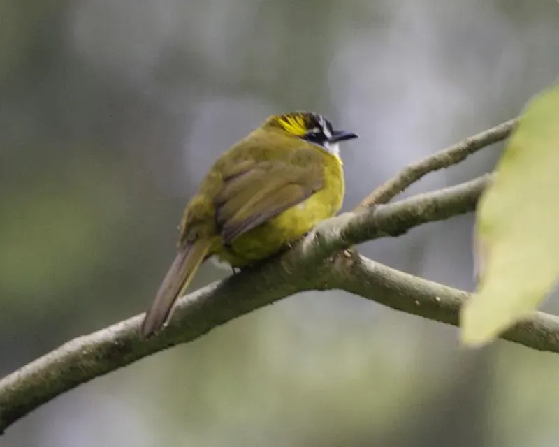 File:Yellow-eared Bulbul (Pycnonotus penicillatus) - Flickr - Lip Kee.jpg