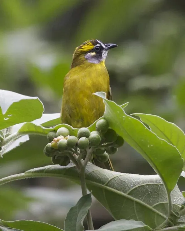 File:Yellow-eared Bulbul ( Pycnonotus penicillatus) - Flickr - Lip Kee (1).jpg