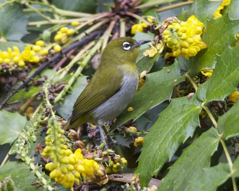 File:Ceylon White-eye ( Zosterops ceylonensis) 690V9439 - Flickr - Lip Kee.jpg