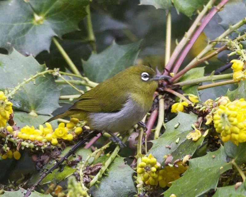 File:Ceylon White-eye ( Zosterops ceylonensis) - Flickr - Lip Kee (1).jpg