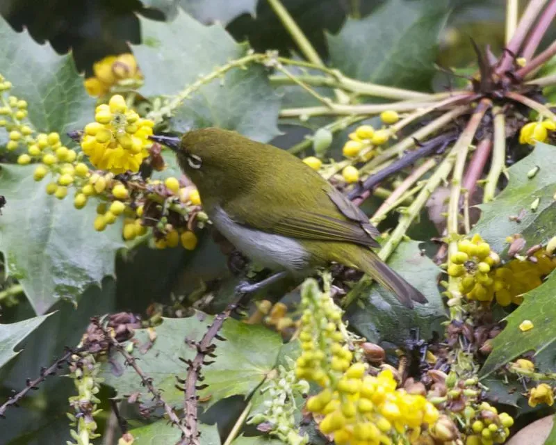 File:Ceylon White-eye ( Zosterops ceylonensis) - Flickr - Lip Kee (2).jpg