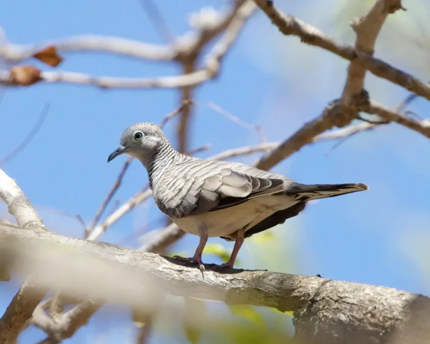File:Peaceful Dove (Geopelia placida) - Flickr - Lip Kee.jpg