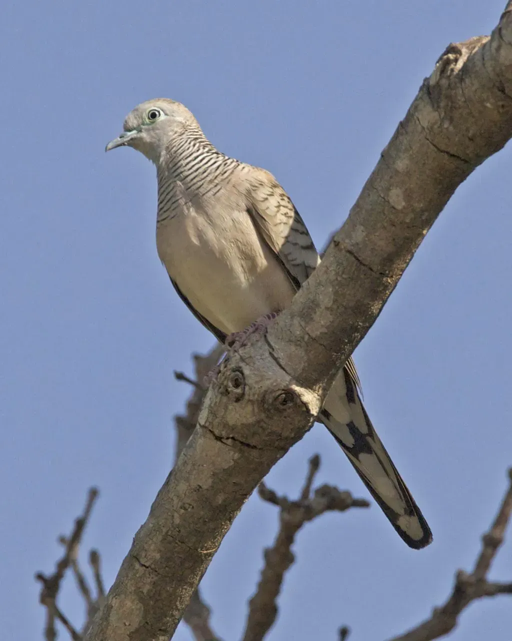 File:Peaceful Dove (Geopelia placida) - Flickr - Lip Kee (1).jpg