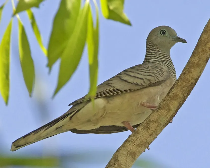 File:Peaceful Dove (Geopelia placida) - Flickr - Lip Kee (2).jpg
