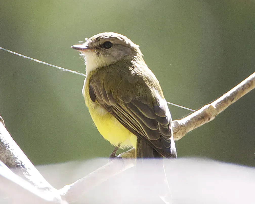File:Lemon-bellied Flycatcher (Microeca flavigaster) - Flickr - Lip Kee.jpg