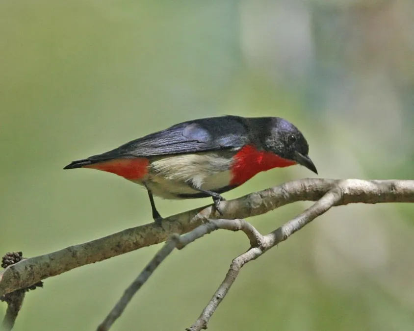 File:Mistletoebird (Dicaeum hirundinaceum) - Flickr - Lip Kee.jpg