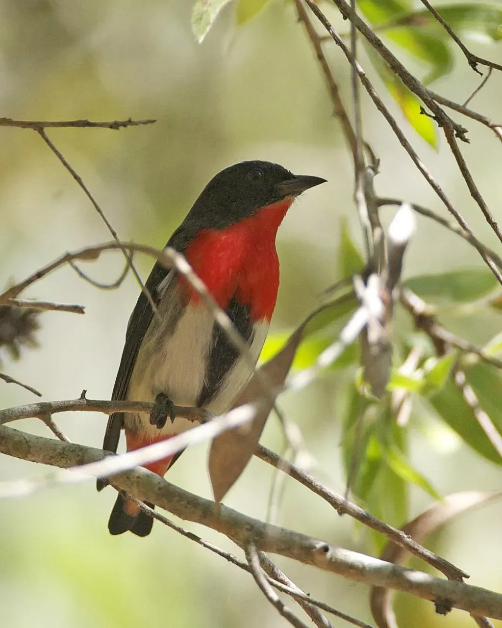 File:Mistletoebird (Dicaeum hirundinaceum) - Flickr - Lip Kee (1).jpg