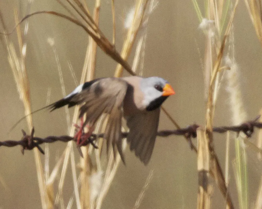 File:Long-tailed Finch (Poephila acuticauda) - Flickr - Lip Kee.jpg