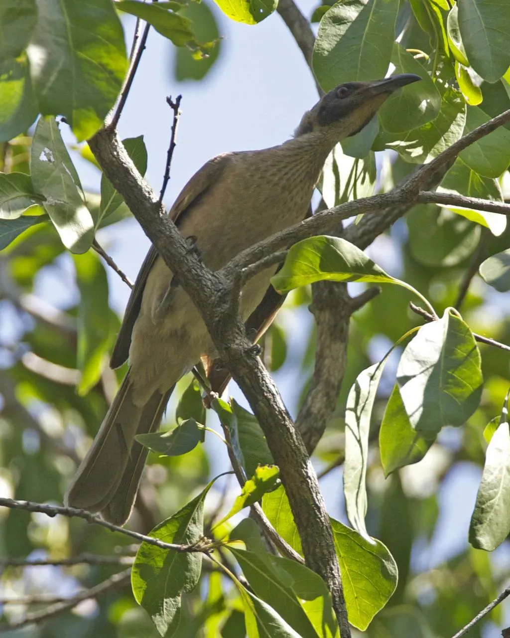File:Helmeted Friarbird (Philemon buceroides) - Flickr - Lip Kee.jpg