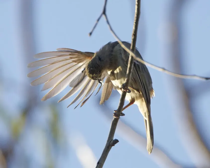 File:Brown honeyeater (Lichmera indistincta) - Flickr - Lip Kee.jpg
