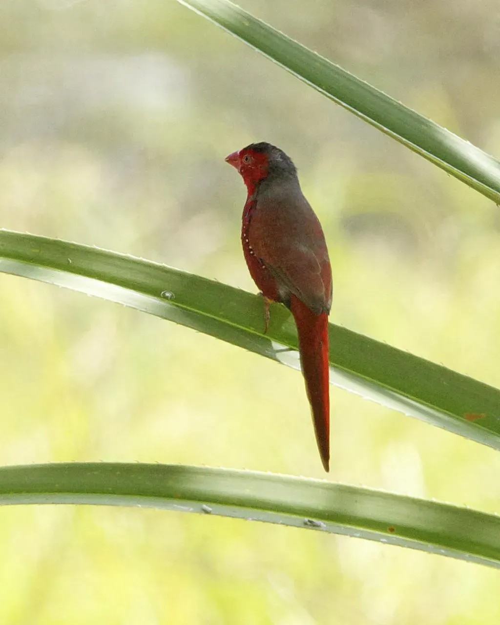 File:Crimson Finch (Neochmia phaeton) - Flickr - Lip Kee.jpg