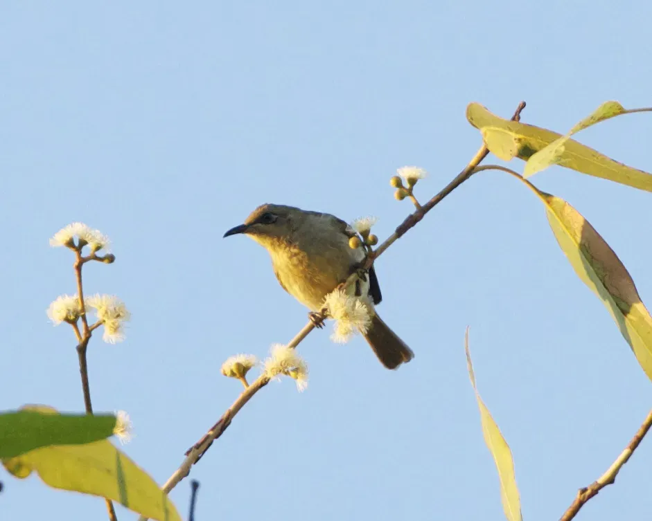 File:Brown honeyeater (Lichmera indistincta) - Flickr - Lip Kee (4).jpg