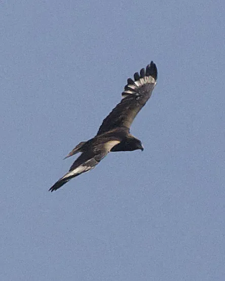 File:Black-breasted Buzzard (Hamirostra melanosternon) - Flickr - Lip Kee (1).jpg
