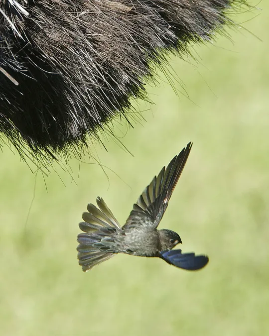 File:Glossy Swiftlet ( Collocalia esculenta) - Flickr - Lip Kee.jpg