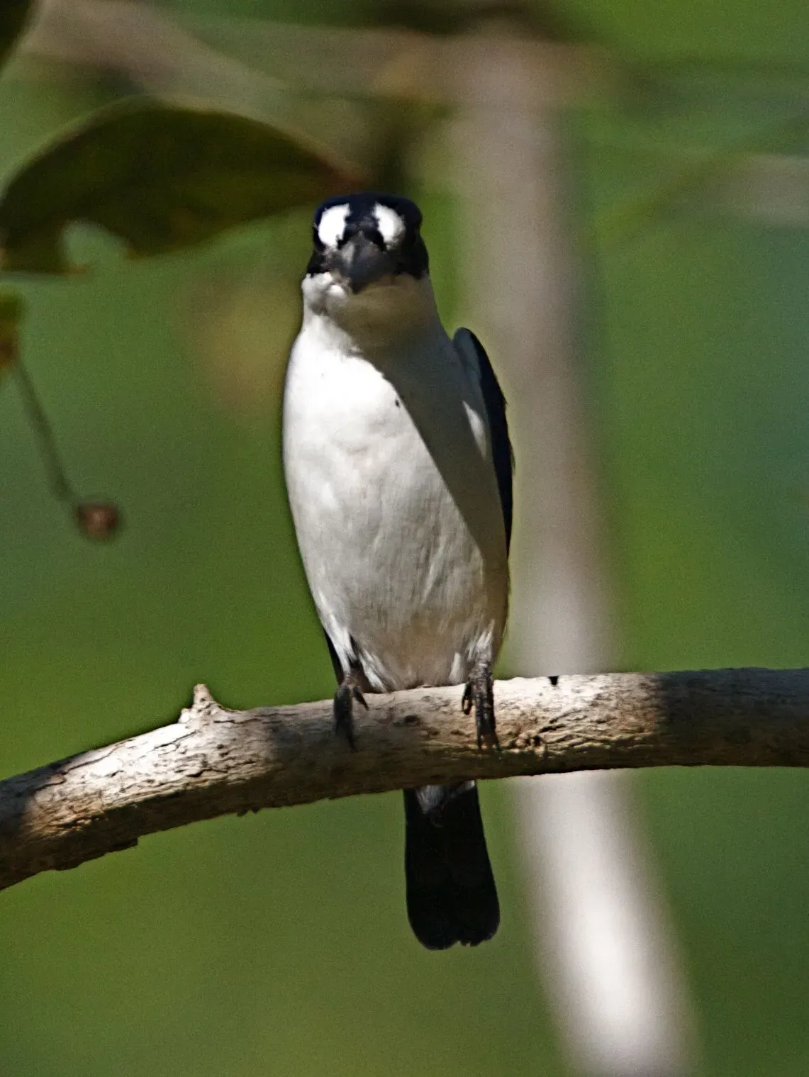 File:Forest Kingfisher (Todiramphus macleayii) - Flickr - Lip Kee.jpg