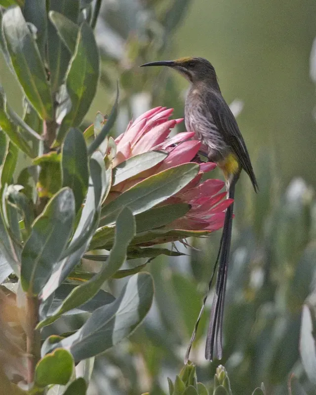 File:Cape Sugarbird (Promerops cafer) - Flickr - Lip Kee.jpg