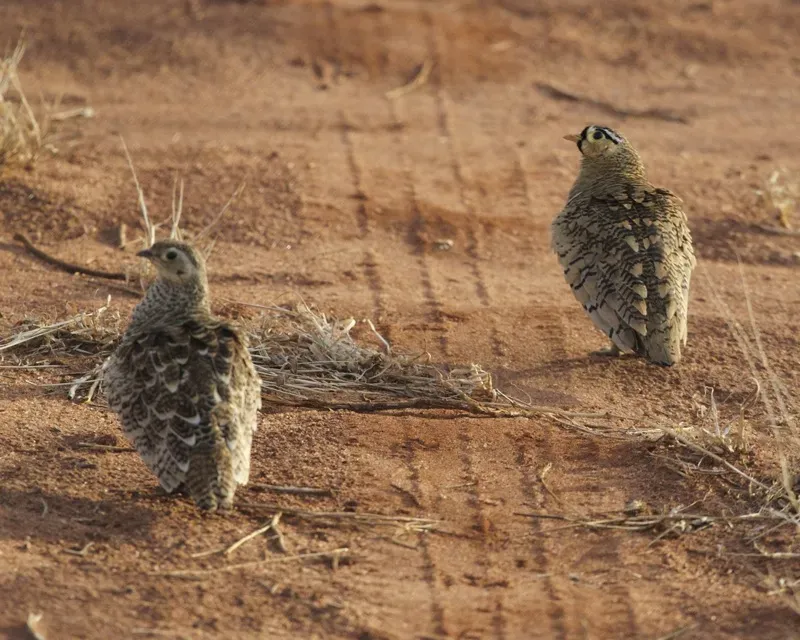 File:Pterocles decoratus, Tsavo East, Kenya.jpg