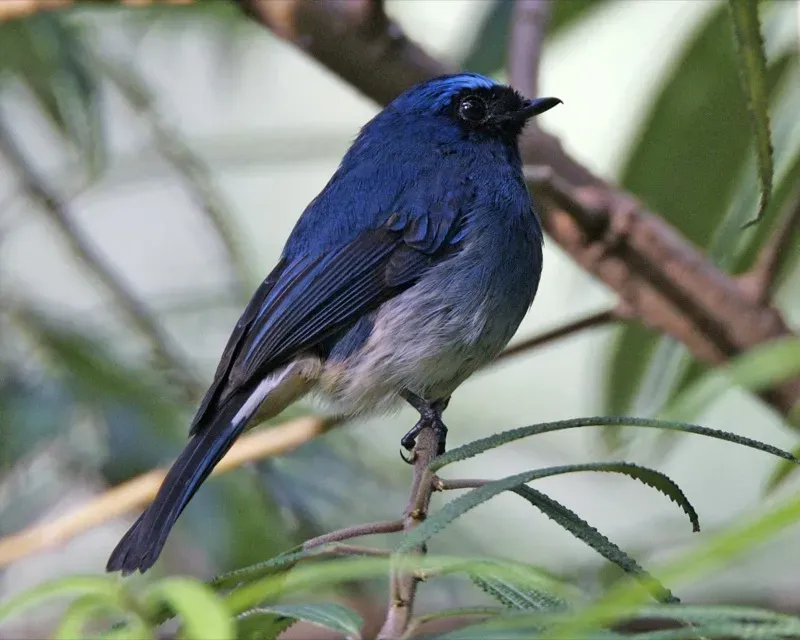 File:Indigo Flycatcher (Eumyias indigo) - Flickr - Lip Kee.jpg