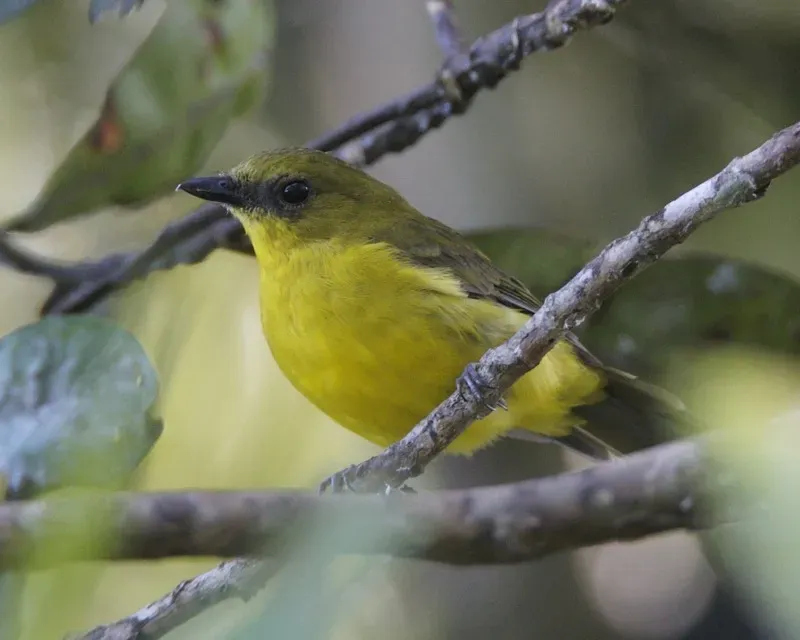 File:Bornean Whistler (Pachycephala hypoxantha hypoxantha) - Flickr - Lip Kee.jpg