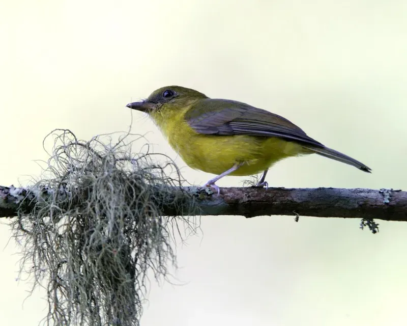 File:Bornean Whistler (Pachycephala hypoxantha hypoxantha) - Flickr - Lip Kee (1).jpg