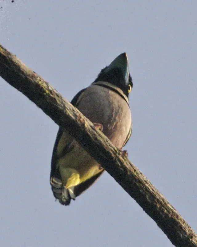 File:Black-and-yellow Broadbill (Eurylaimus ochromalus) - Flickr - Lip Kee.jpg