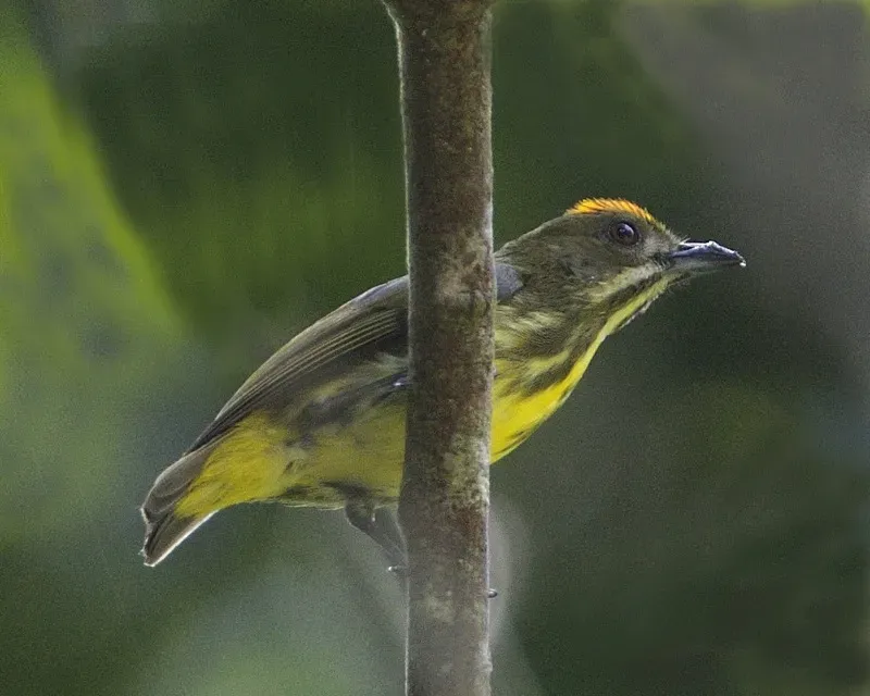 File:Yellow-breasted Flowerpecker (Prionochilus maculatus) - Flickr - Lip Kee.jpg