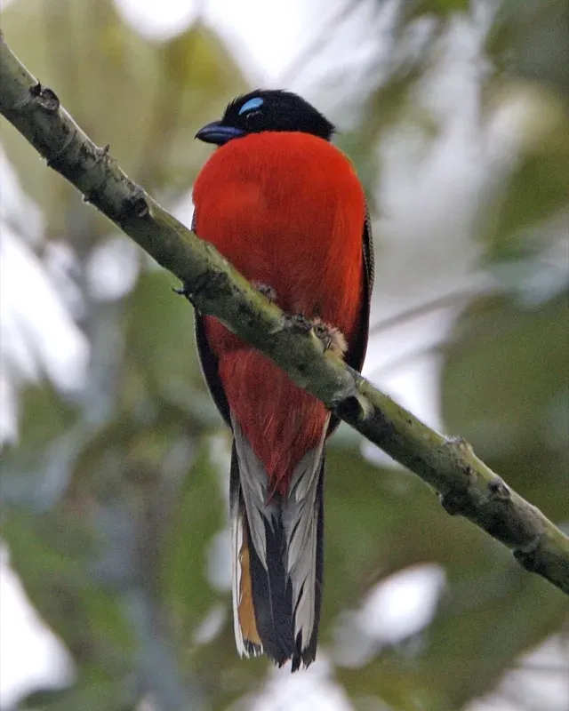 File:Scarlet-rumped Trogon (Harpactes duvaucelii) - Flickr - Lip Kee.jpg
