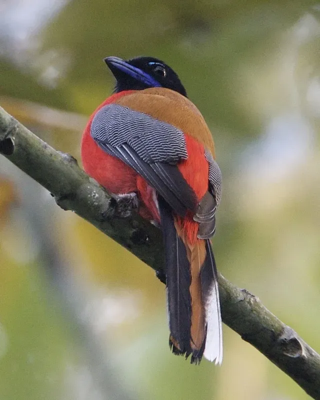 File:Scarlet-rumped Trogon (Harpactes duvaucelii) - Flickr - Lip Kee (1).jpg