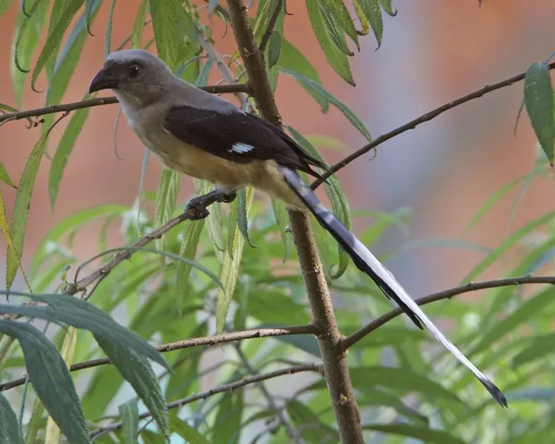 File:Bornean Treepie (Dendrocitta cinerascens) - Flickr - Lip Kee.jpg