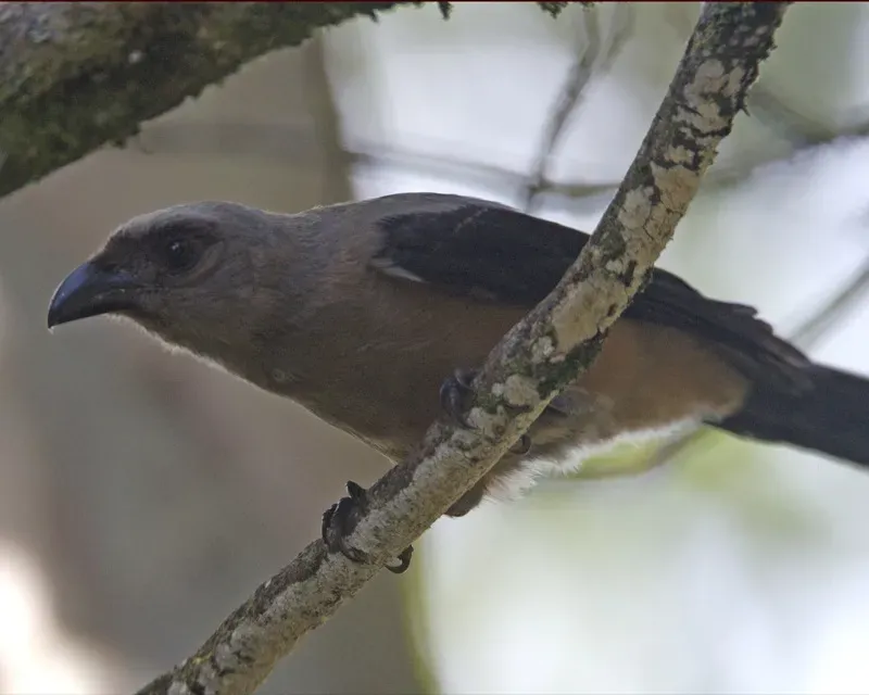 File:Bornean Treepie (Dendrocitta cinerascens) - Flickr - Lip Kee (1).jpg