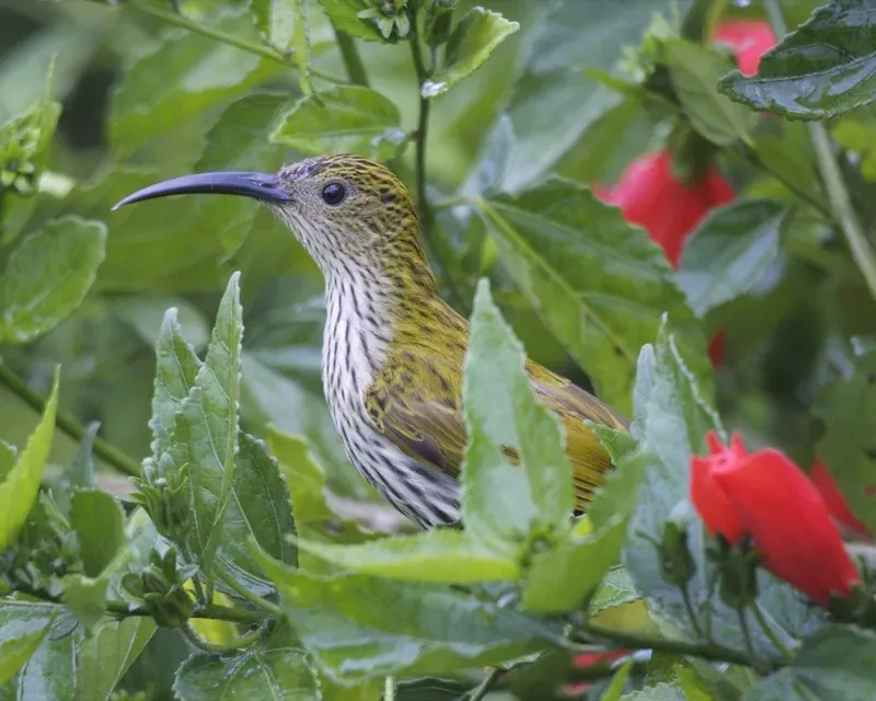 File:Streaked Spiderhunter (Arachnothera magna) - Flickr - Lip Kee.jpg