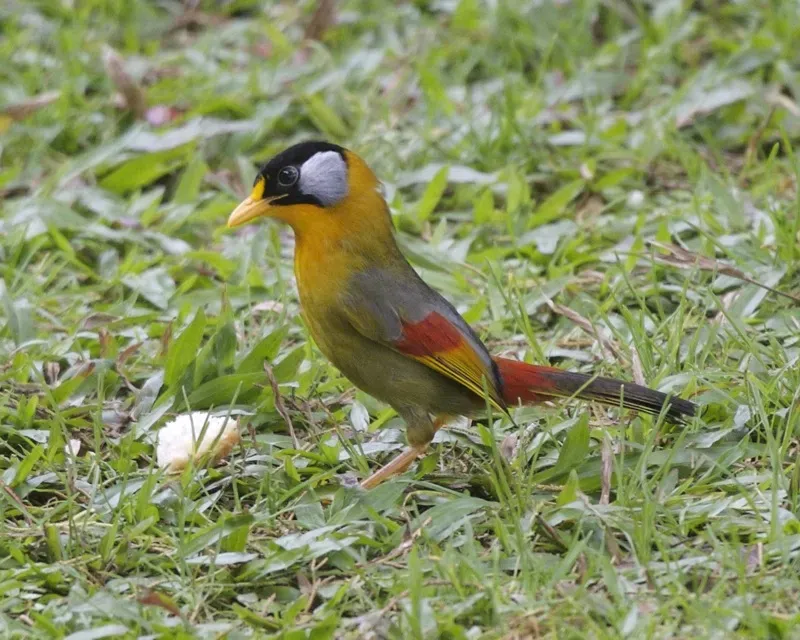 File:Silver-eared Mesia (Leiothrix argentauris) - Flickr - Lip Kee.jpg