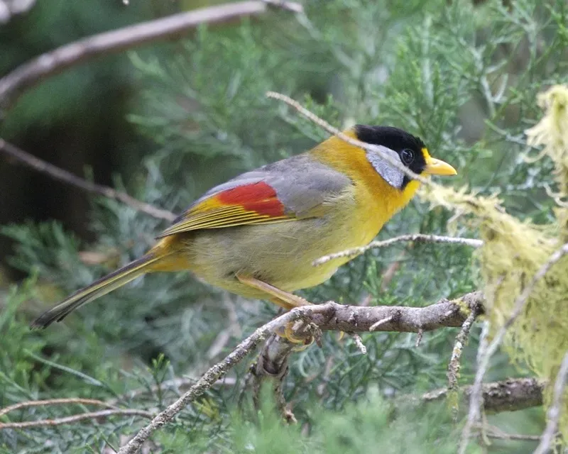 File:Silver-eared Mesia (Leiothrix argentauris) - Flickr - Lip Kee (1).jpg