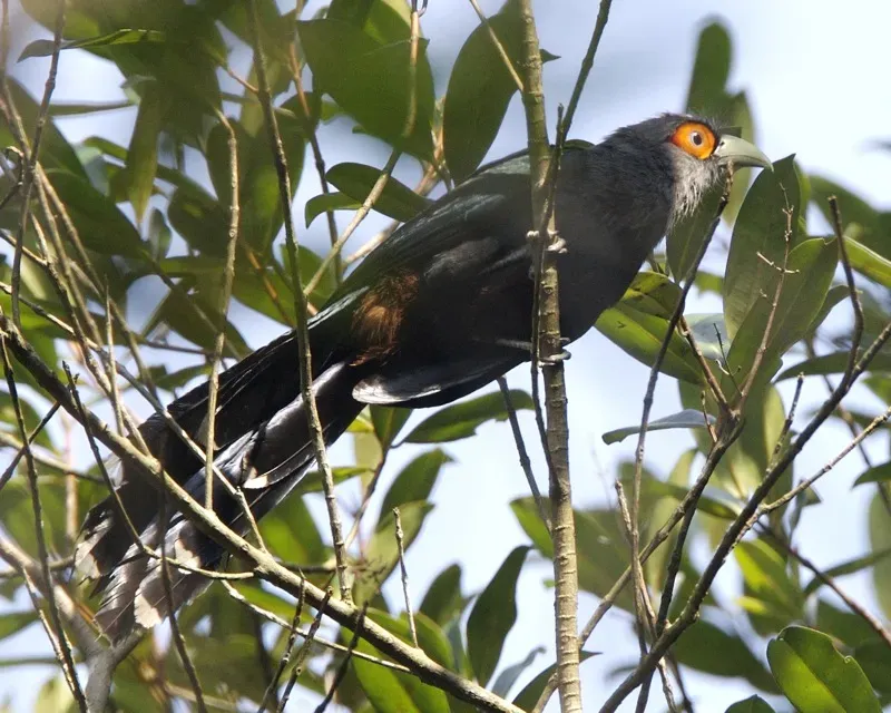 File:Chestnut-bellied Malkoha (Phaenicophaeus sumatranus) - Flickr - Lip Kee (1).jpg