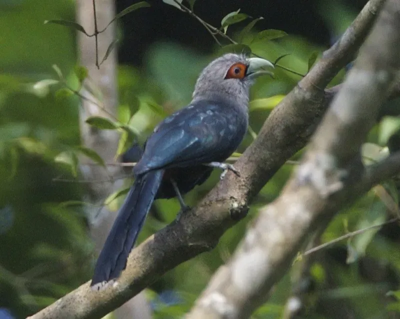 File:Chestnut-bellied Malkoha (Phaenicophaeus sumatranus) - Flickr - Lip Kee (2).jpg