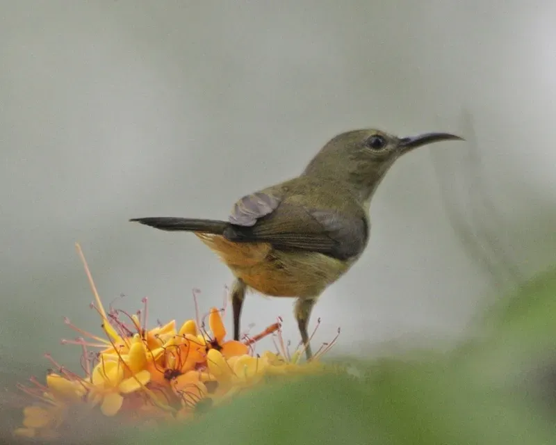 File:Van Hasselt's Sunbird (Leptocoma brasiliana) f - Flickr - Lip Kee.jpg