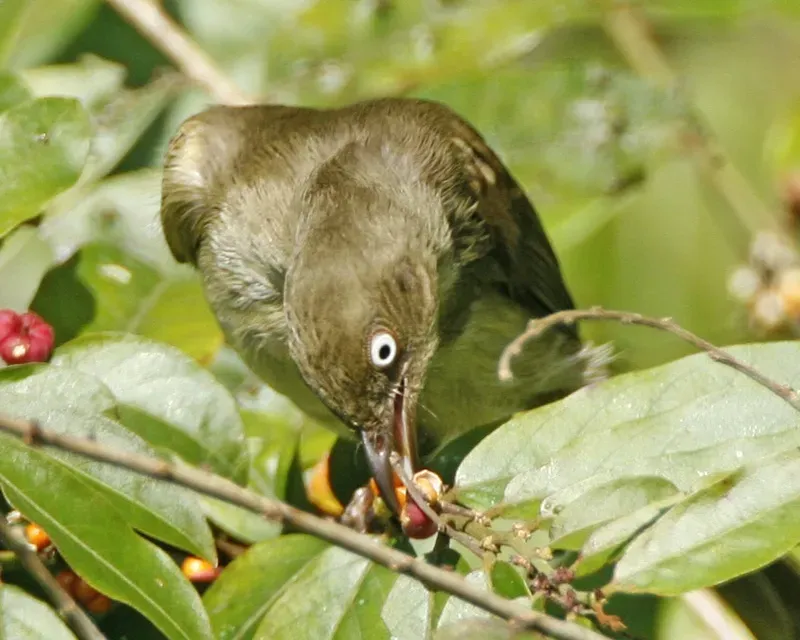 File:Cream-vented Bulbul (Pycnonotus simplex) - Flickr - Lip Kee.jpg