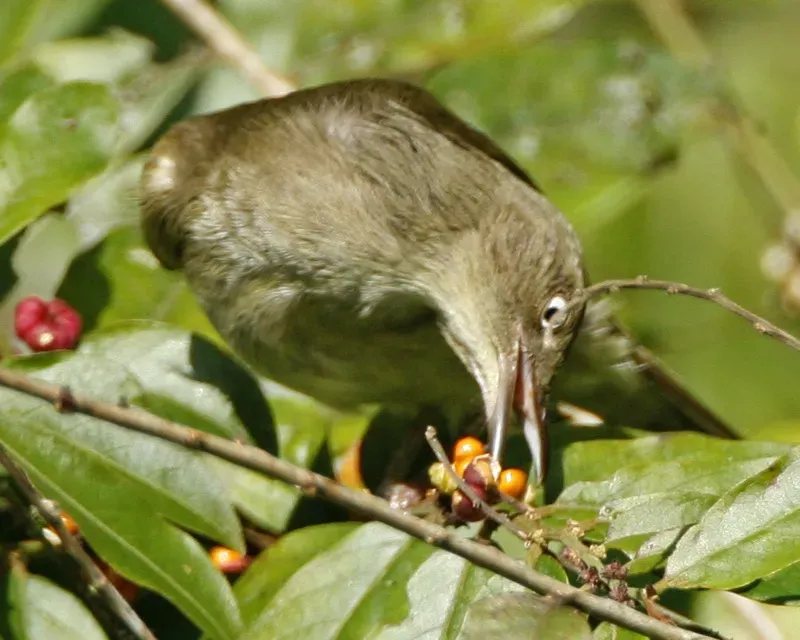 File:Cream-vented Bulbul (Pycnonotus simplex) - Flickr - Lip Kee (1).jpg