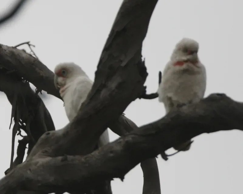 File:Long-billed Corella (Cacatua tenuirostris) - Flickr - Lip Kee (1).jpg