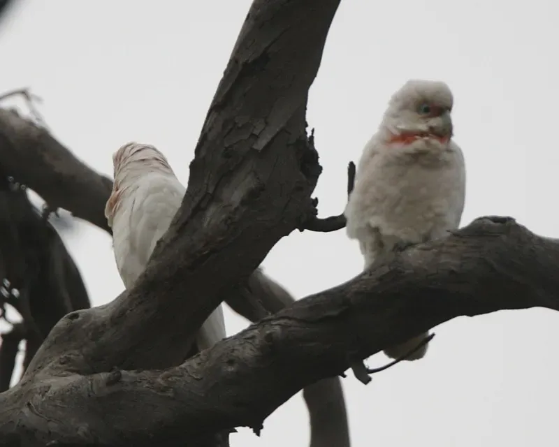 File:Long-billed Corella (Cacatua tenuirostris) - Flickr - Lip Kee (2).jpg