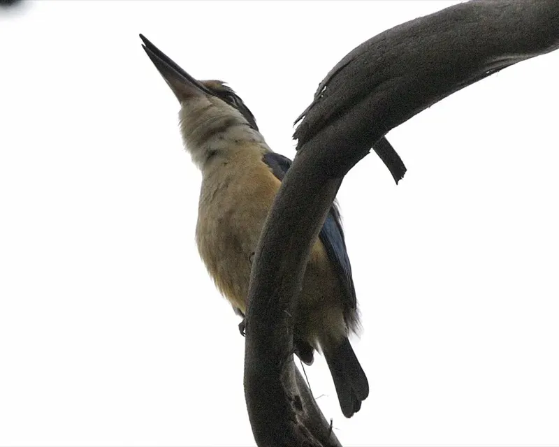 File:Sacred Kingfisher (Todiramphus sanctus) - Flickr - Lip Kee (2).jpg