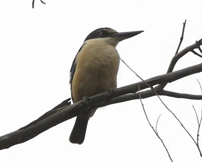 File:Sacred Kingfisher (Todiramphus sanctus) - Flickr - Lip Kee (3).jpg