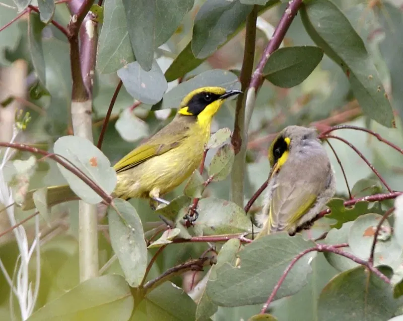 File:Yellow-tufted Honeyeater (Lichenostomus melanops) - Flickr - Lip Kee.jpg