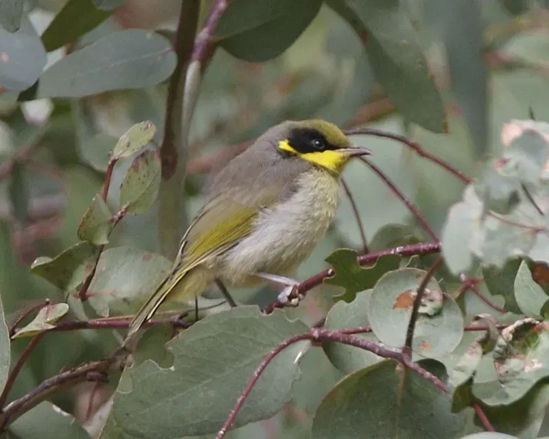 File:Yellow-tufted Honeyeater (Lichenostomus melanops) - Flickr - Lip Kee (2).jpg